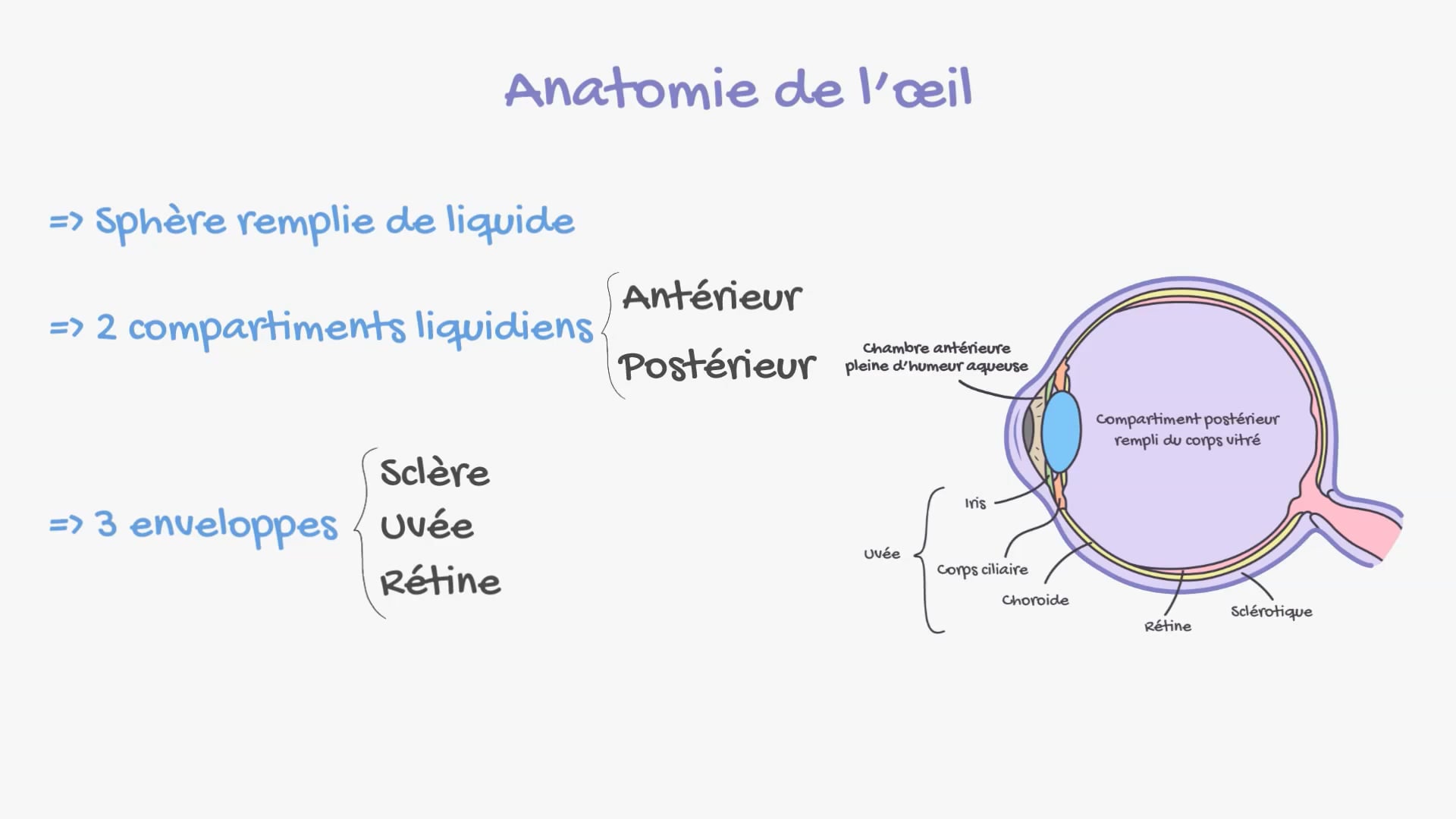 La lumière et l'oeil